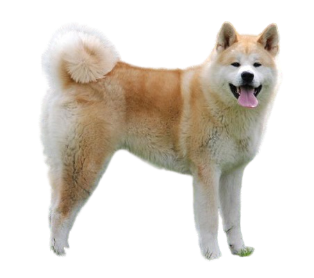 Lý do mua chó poodle tại au88x.com