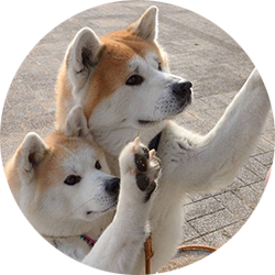 au88 có bộ lông dày