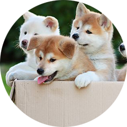 Phòng chống bệnh tật