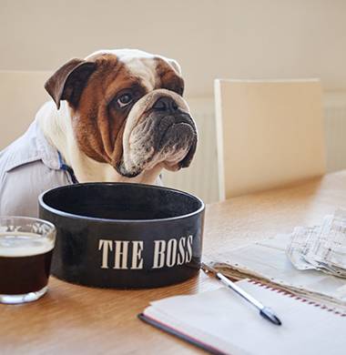 Chế độ dinh dưỡng bull dog