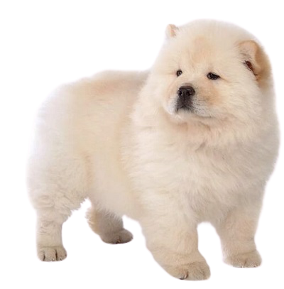 Lý do mua chó poodle tại au88x.com