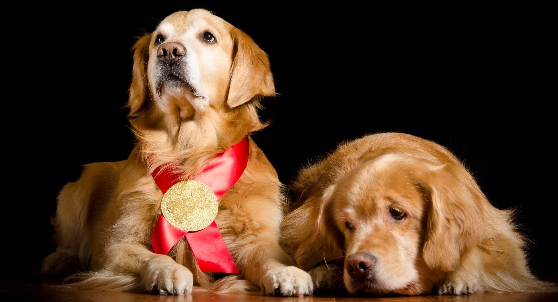Golden có khả năng thích nghi tốt