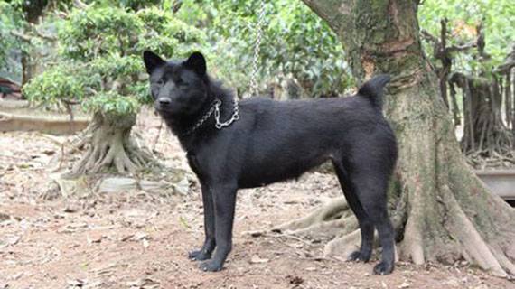 Nguồn gốc H'Mông Cộc