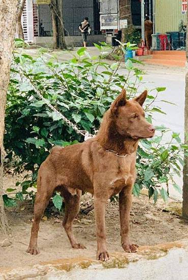 Kích thước tầm trung