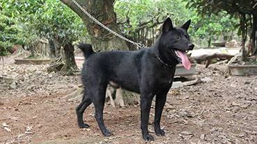 Sức đề kháng H'Mông
