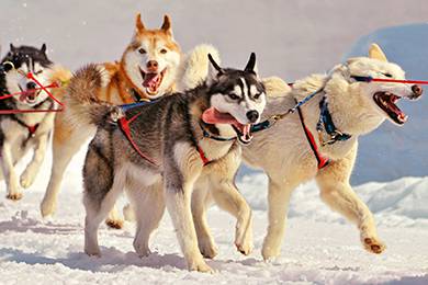 Nguồn gốc từ vùng Siberia lạnh giá