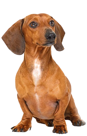 Mua bán chó Duchshund giá tốt