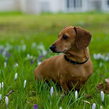Nguồn gốc Duchshund