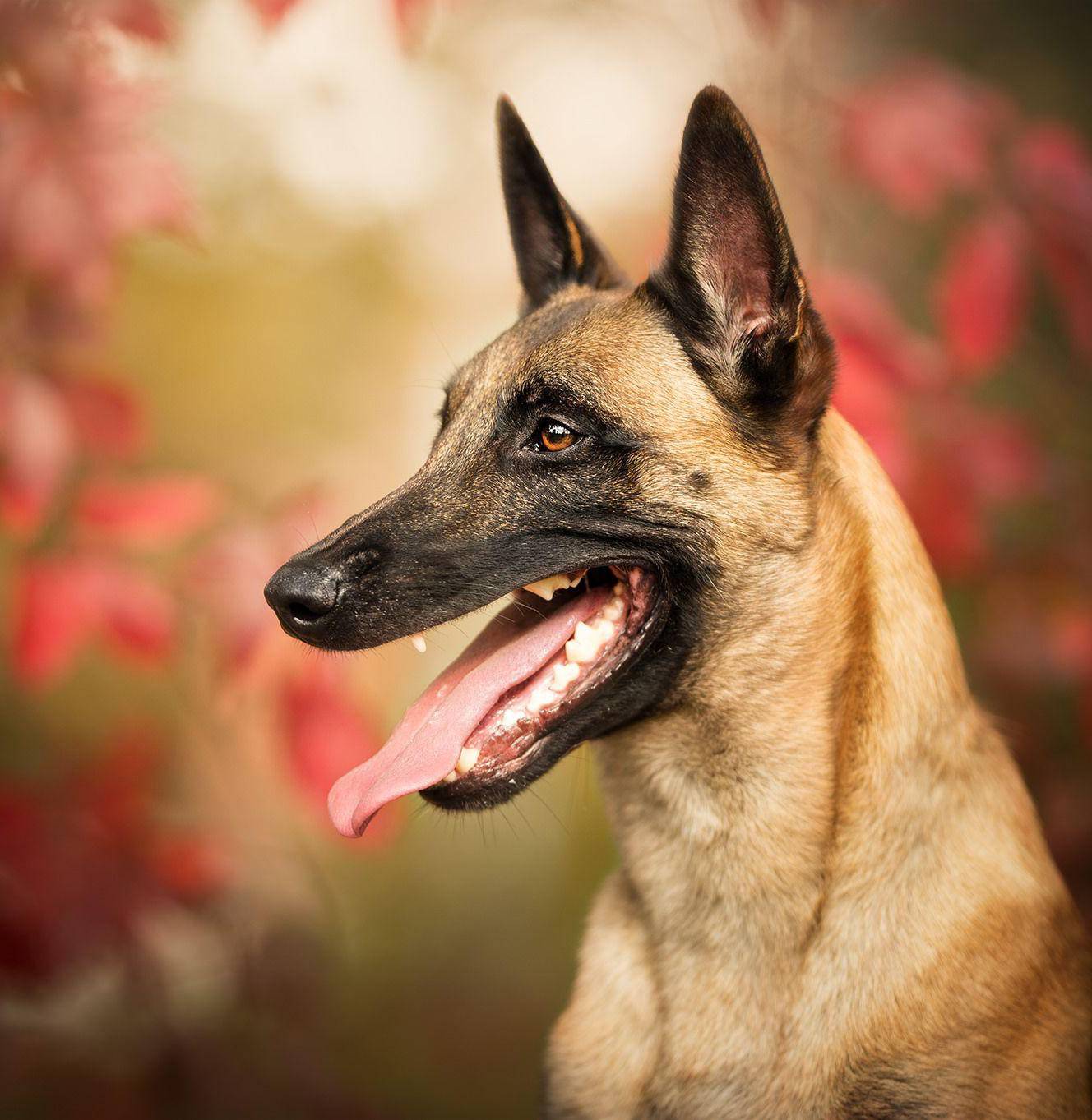 Khẩu phần ăn cho Malinois