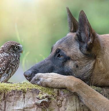 Tuổi thọ của Malinois khá cao