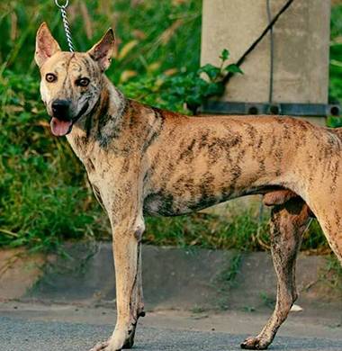 Sức đề kháng rất tốt