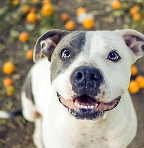Bộ lông của pitbull