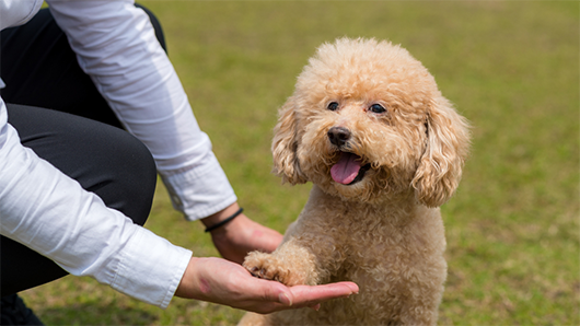 Huấn luyện chó poodle