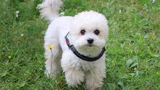 bộ lông dài xoăn và dày