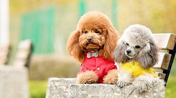chó poodle