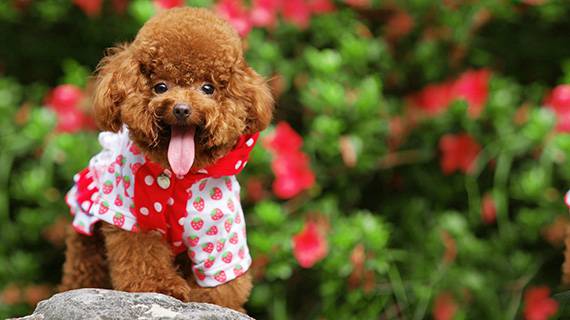Chó săn vịt xuất xứ từ Đức