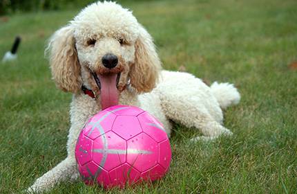 chi thông minh của poodle