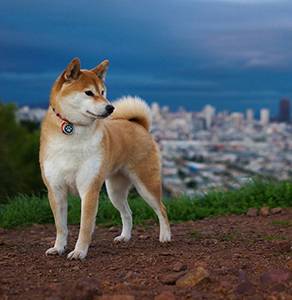 au88 Inu canh gác