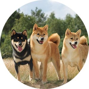 Thông tin về bộ lông
