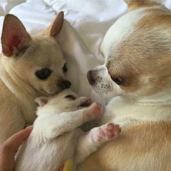 au888 casino của chihuahua mini trưởng thành