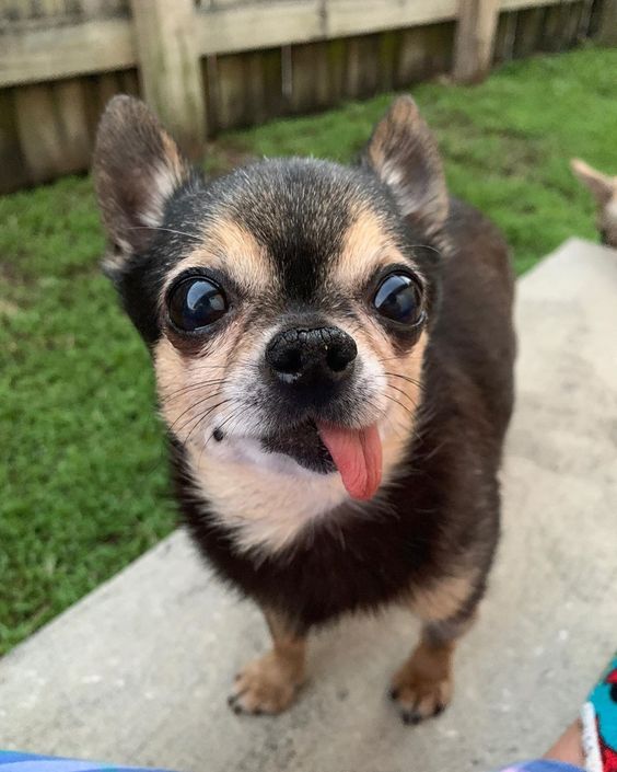 chó chihuahua