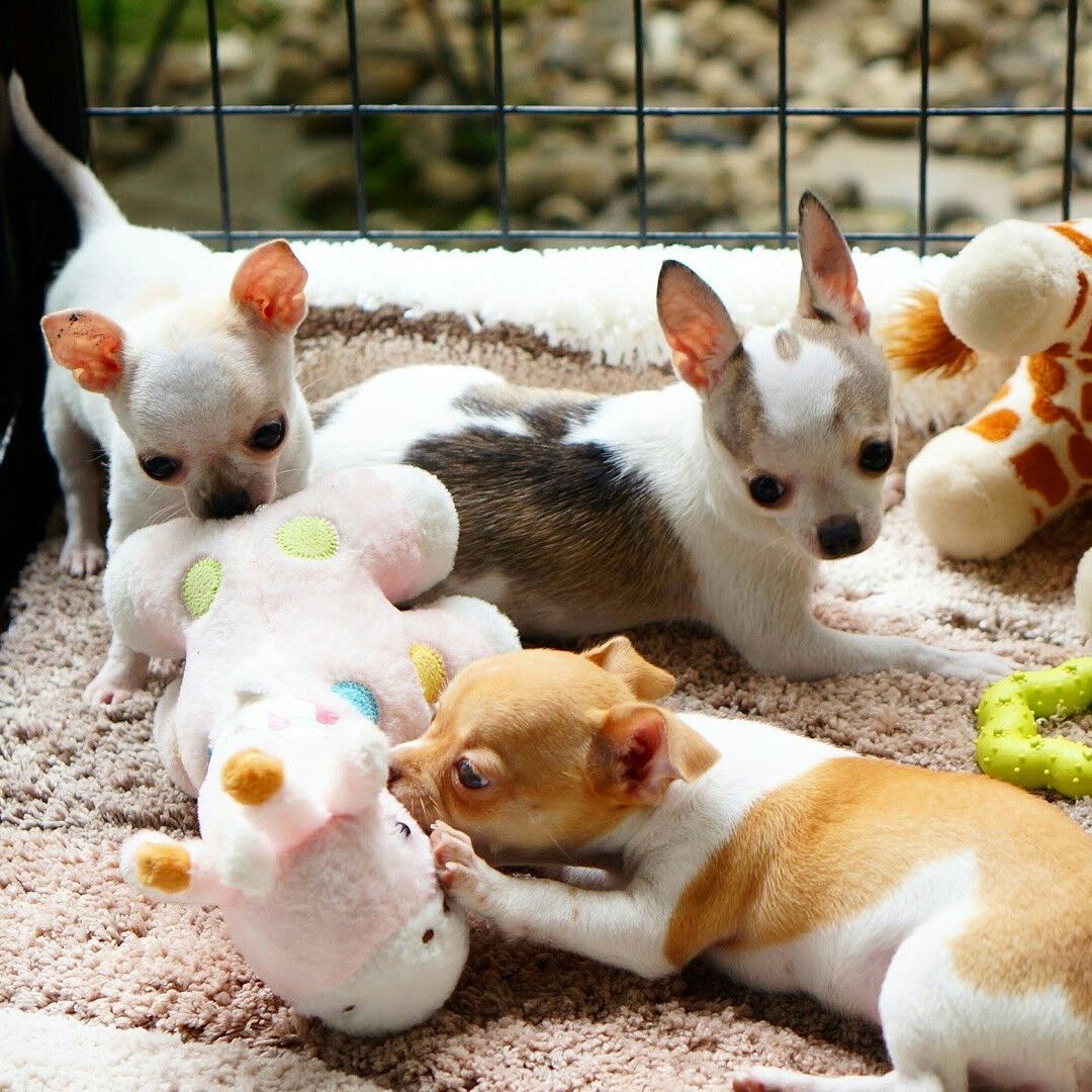 chihuahua con