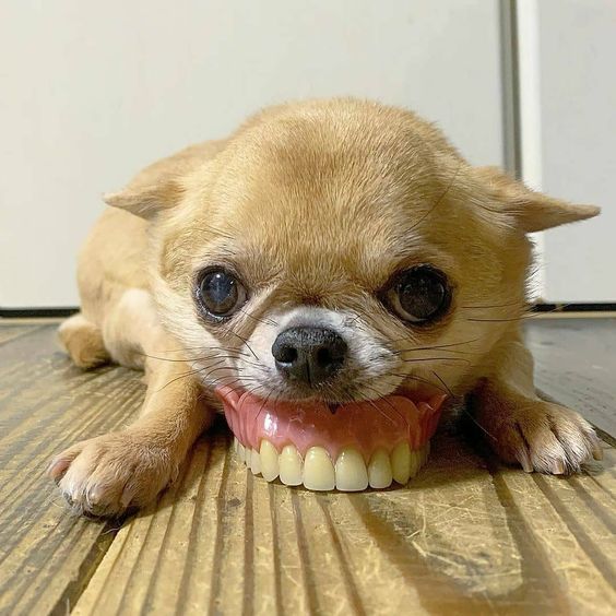 cho chihuahua