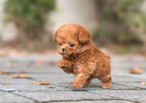 Vệ sinh cho Teacup au888 casino rất quan trọng