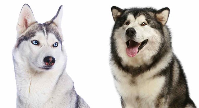 ảnh chó husky
