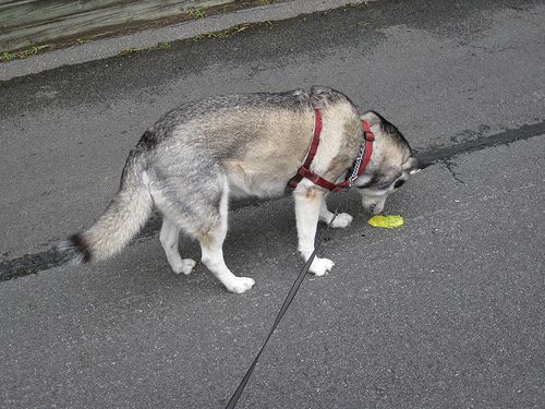 chó husky bị bệnh