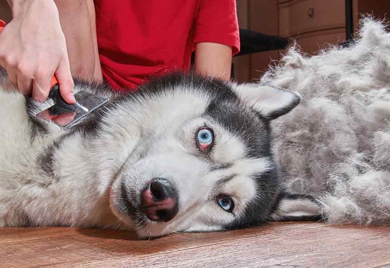 cho husky