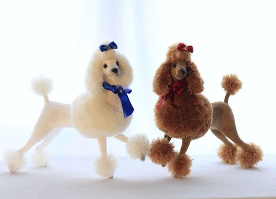 Mini poodle đáng yêu