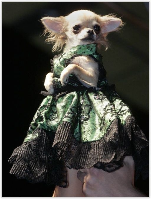 giá chó chihuahua