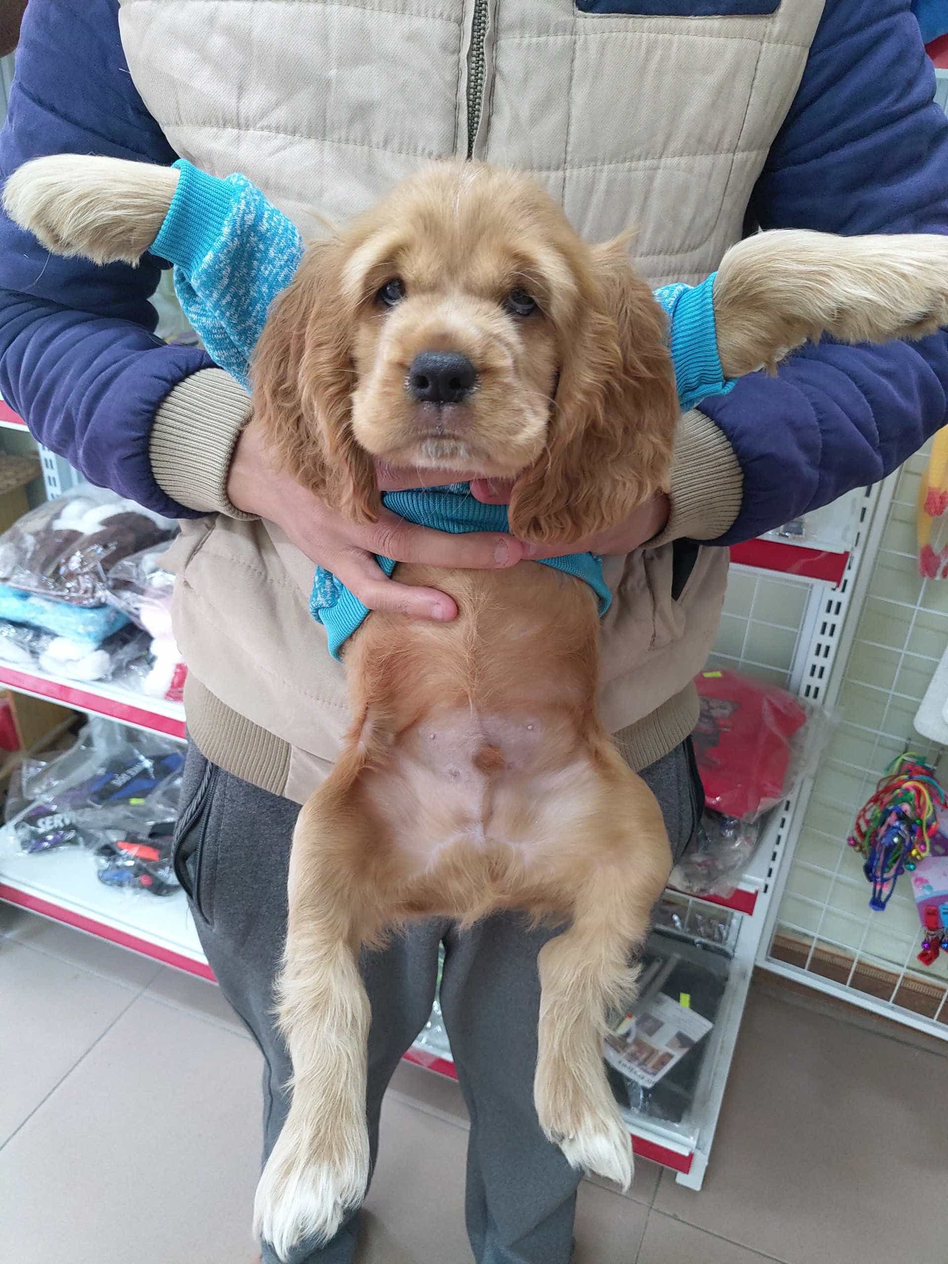 Bé Cocker tháng 12 tìm nhà mới