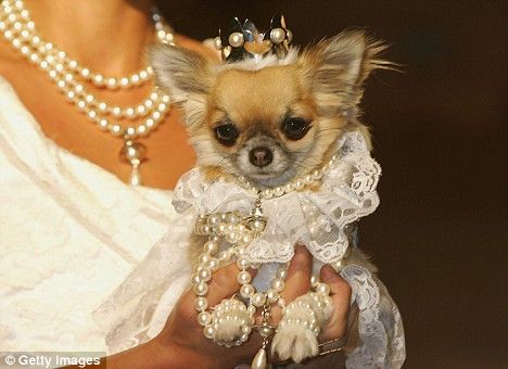 con chihuahua