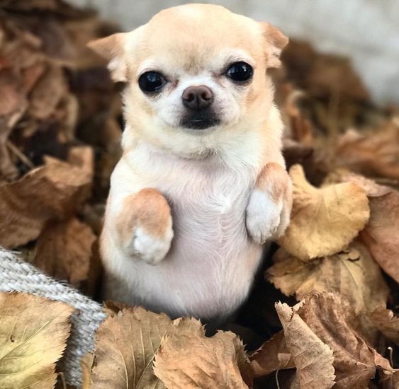 cho chi hua hua mini