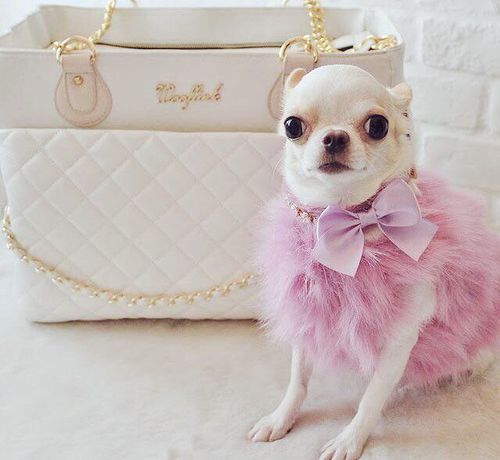 giá chó chihuahua