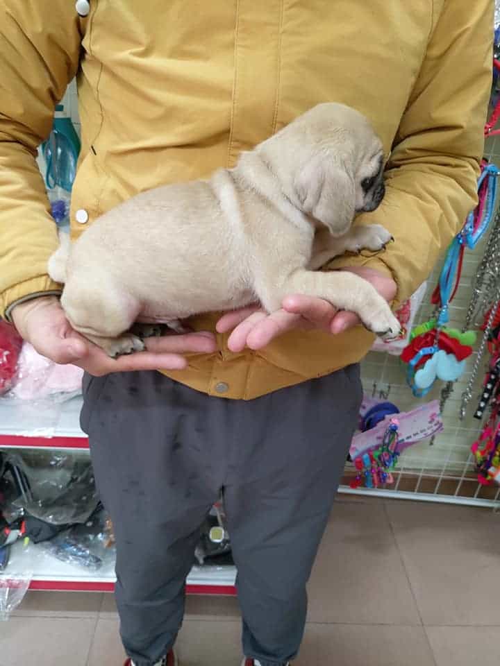 BÉ PUG SIÊU KUTE