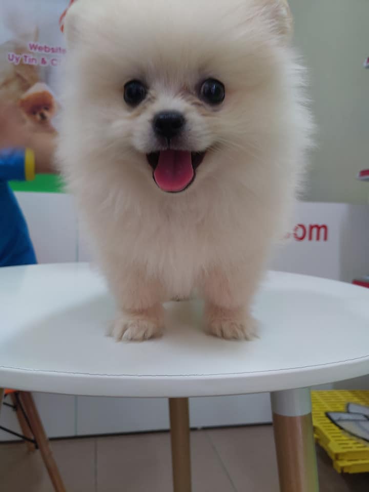 Bé au8801 Trắng Kem