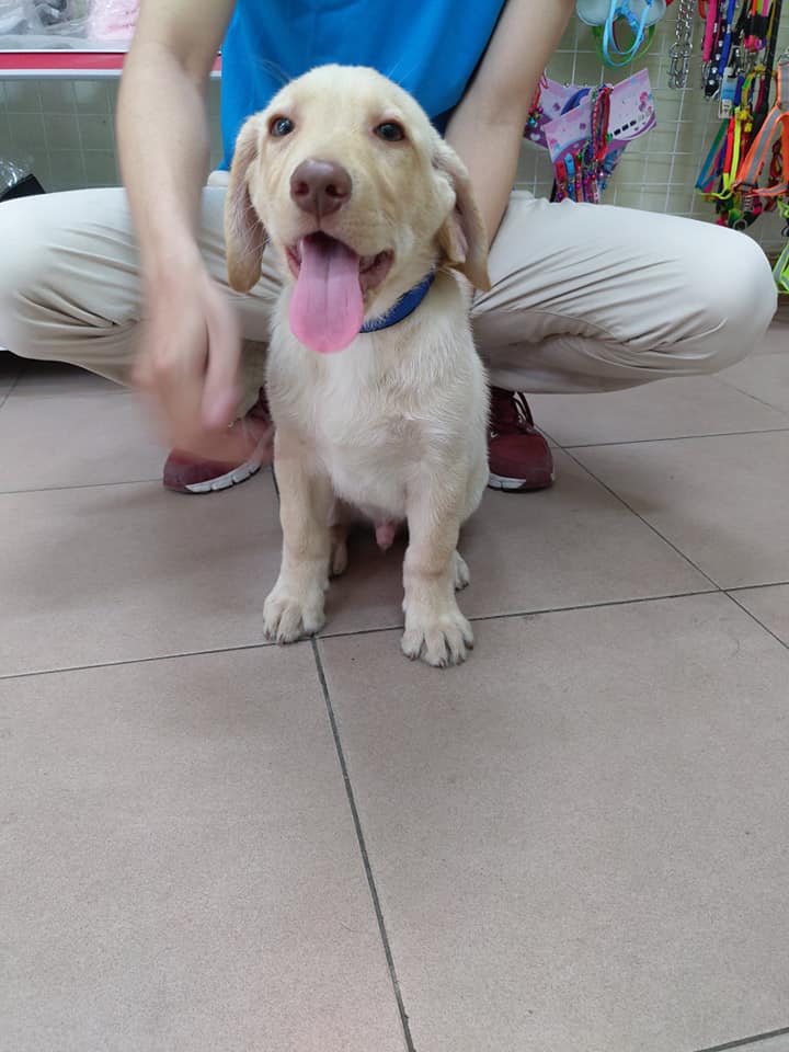 Bé Labrado Xuất Chuồng 