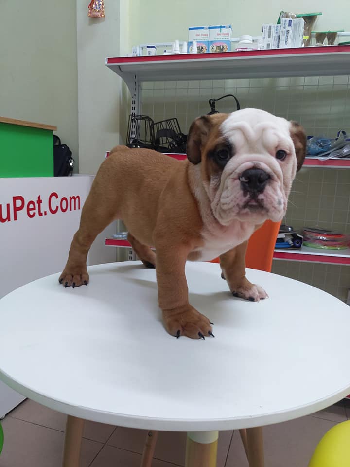 BULLDOG Giấy VKA