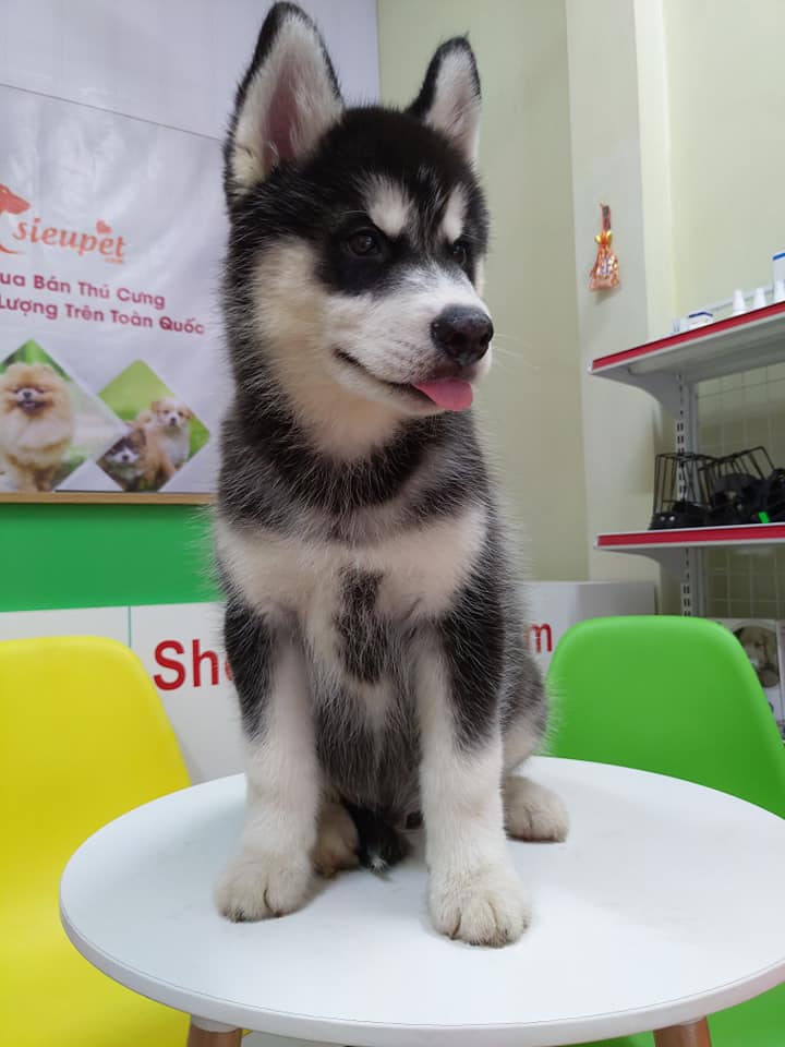 au8801 Đen Trắng Siêu To Khổng Lồ