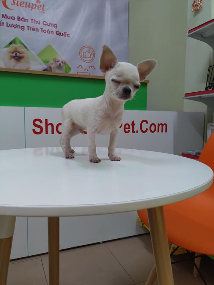 BÉ CHIHUAHUA MẶT THỘN