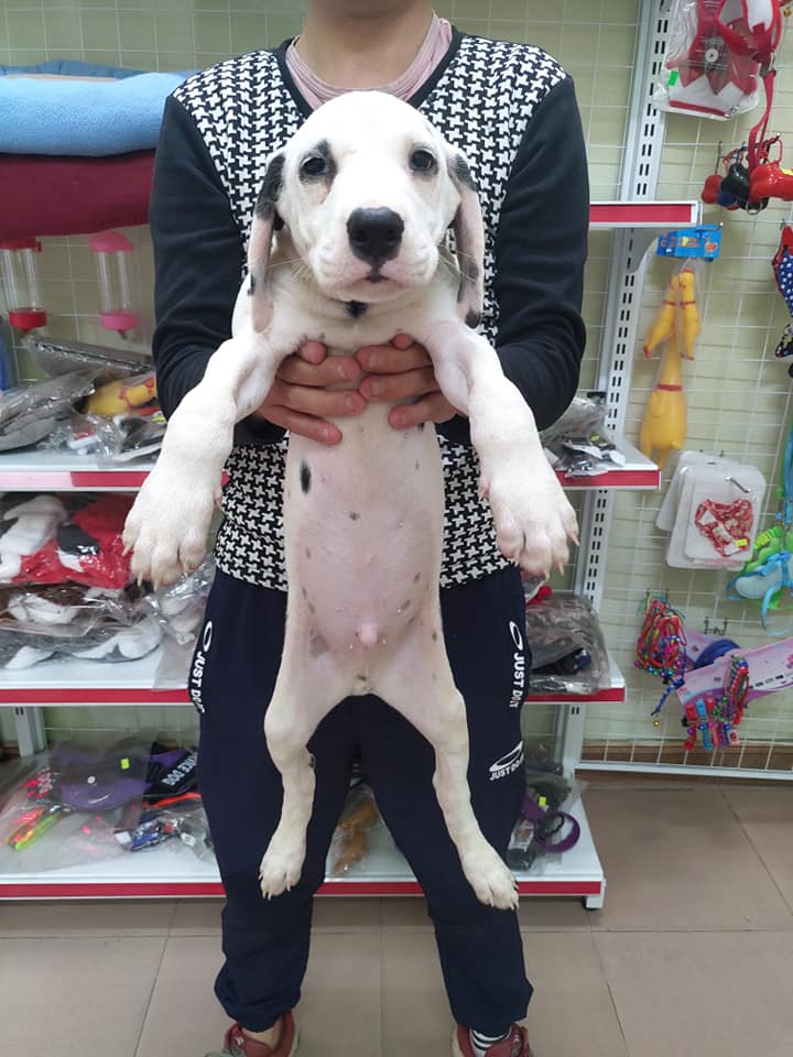 Đốm ca ca 2 au8801