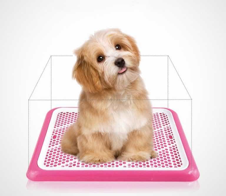 Huấn luyện au88 đi vệ sinh