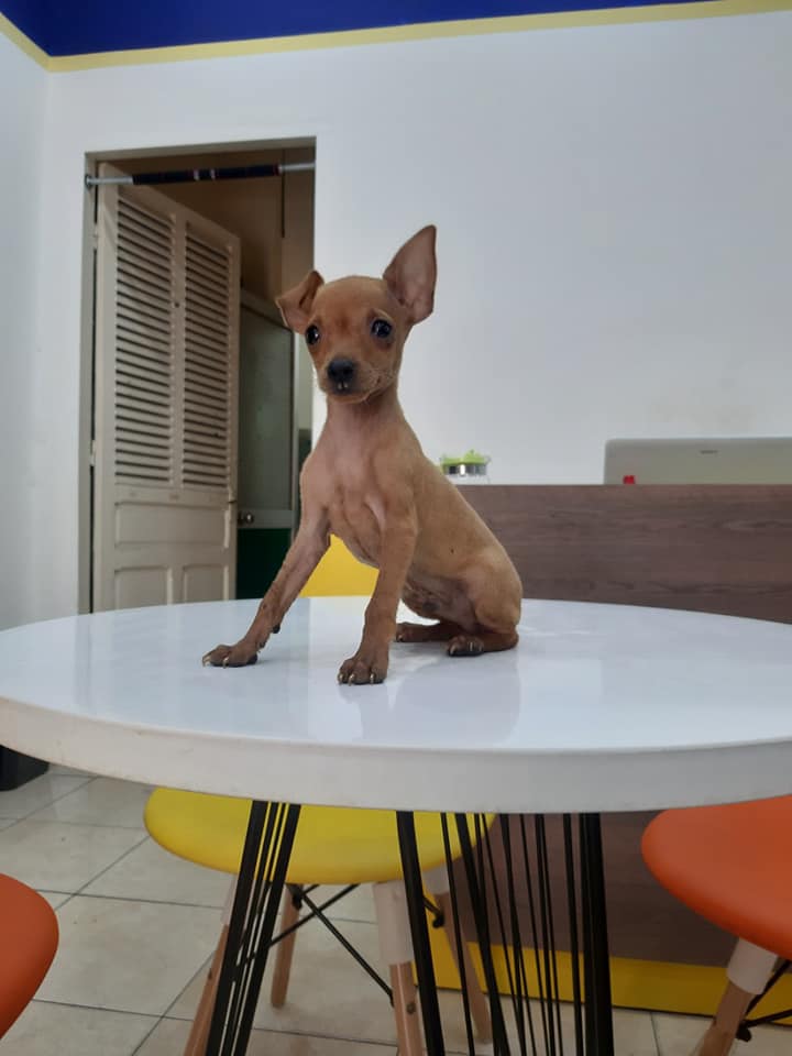 au88 app tai cụp tai xòe