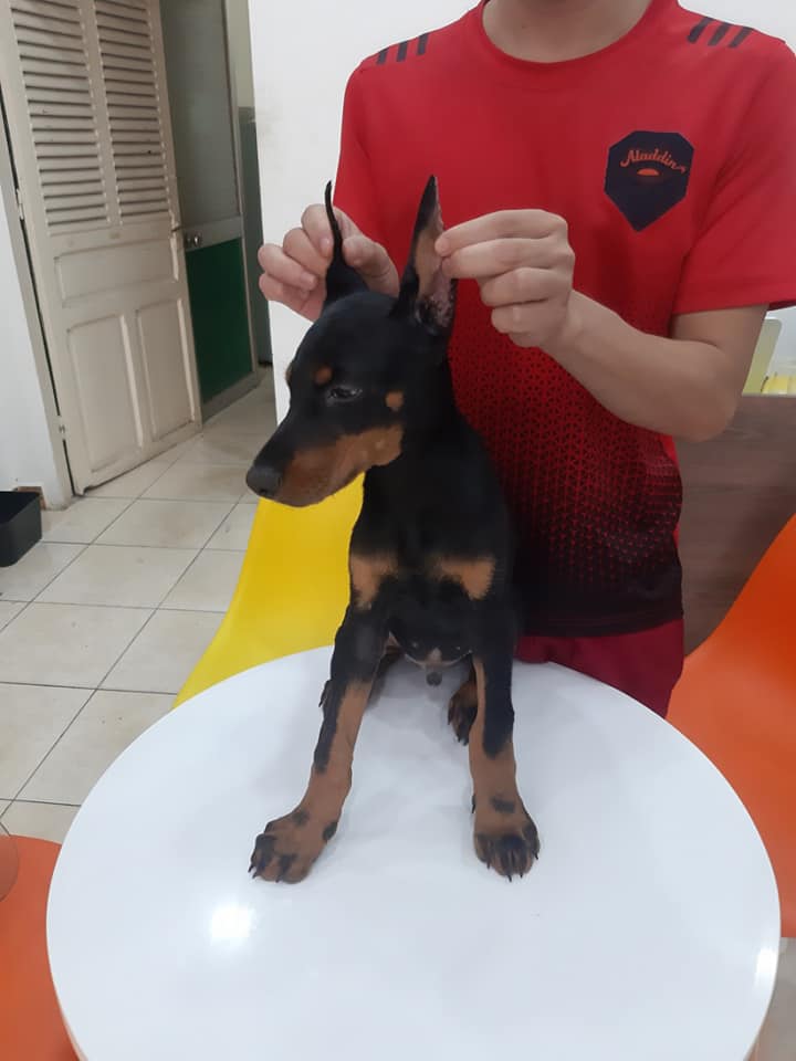 Chó au8801 đã qua thẩm mỹ