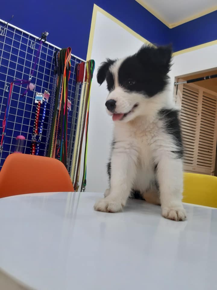 Sợ Chi Covid Đã Có Collie