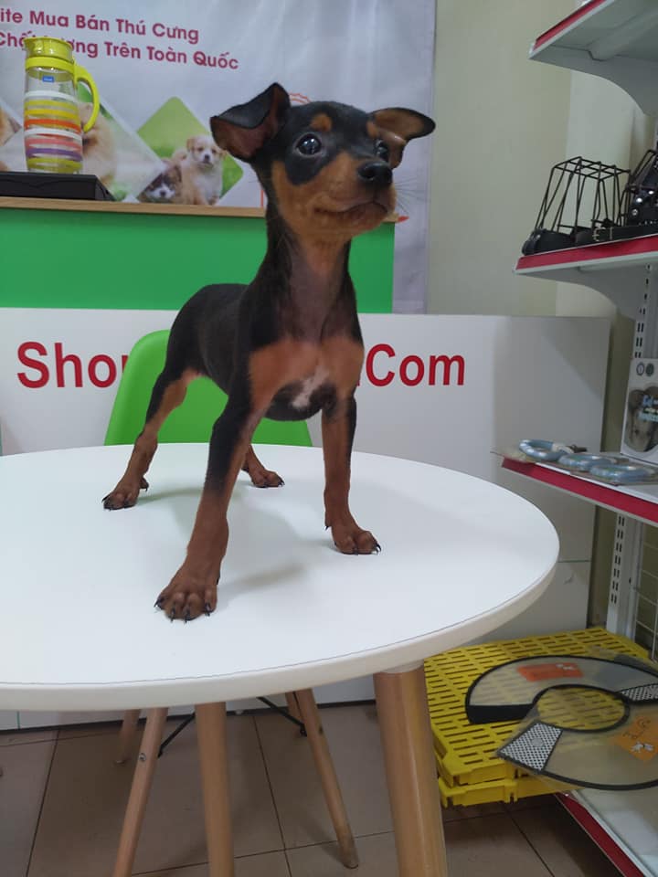 Phốc hươu đen siêu đáng yêu