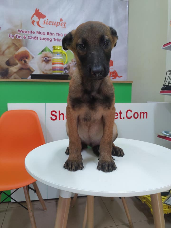 Malinois cực ngoan ngoãn
